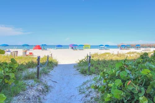 Beach Palm - Image 22