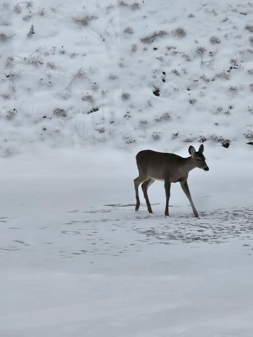 Boulder Creek - Image 85