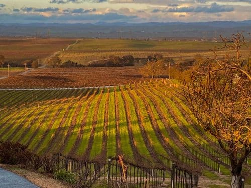Hidden Acre Vineyard Estate - Image 3