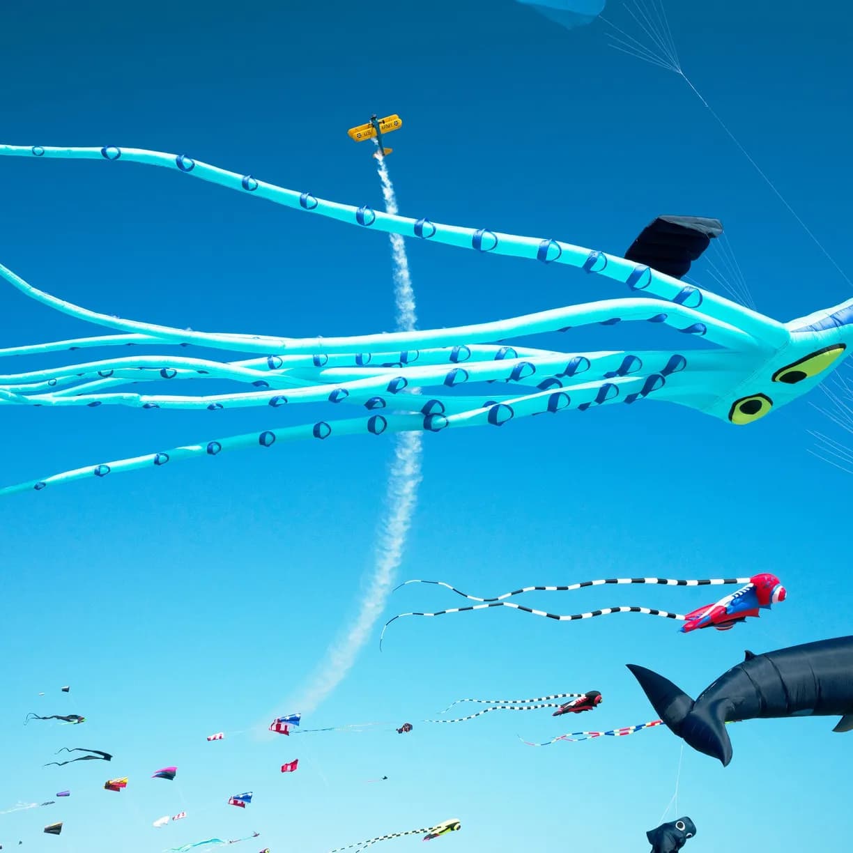 Flirty Flamingo - Image 41