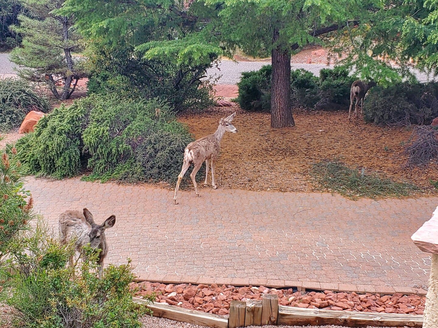 Red Rock Radiance - Image 71