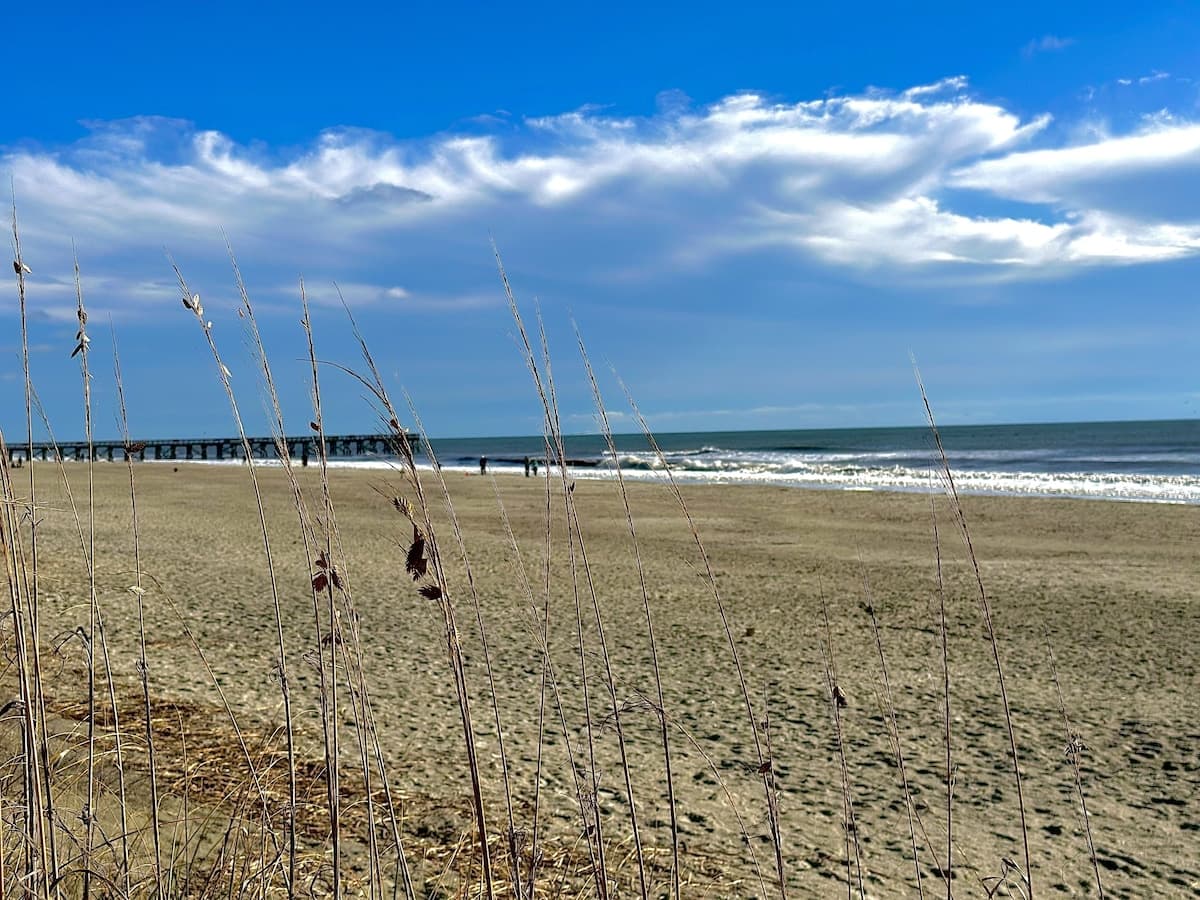 Palms Postcard - Image 51