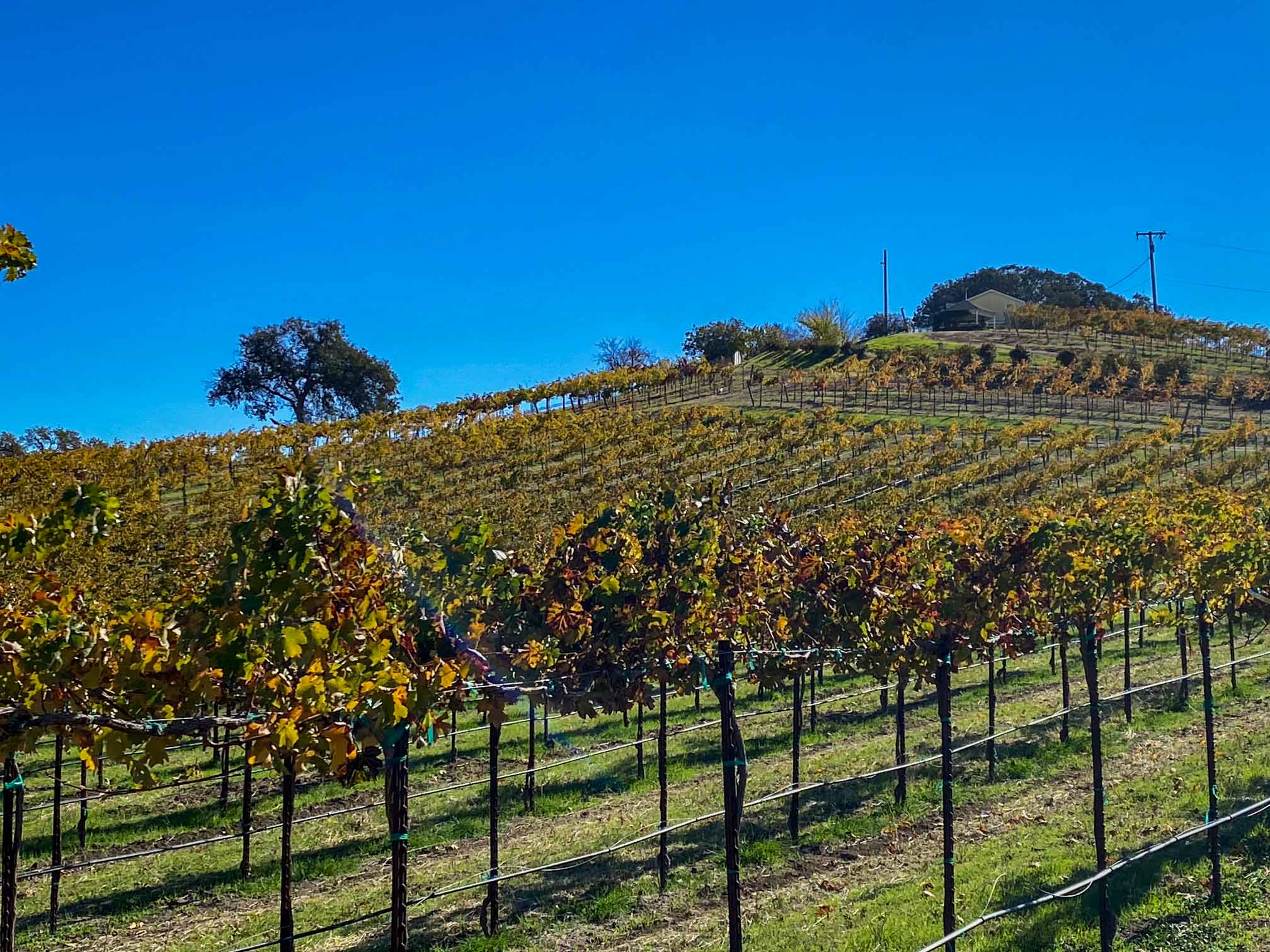 Hidden Acre Vineyard Estate - Image 78