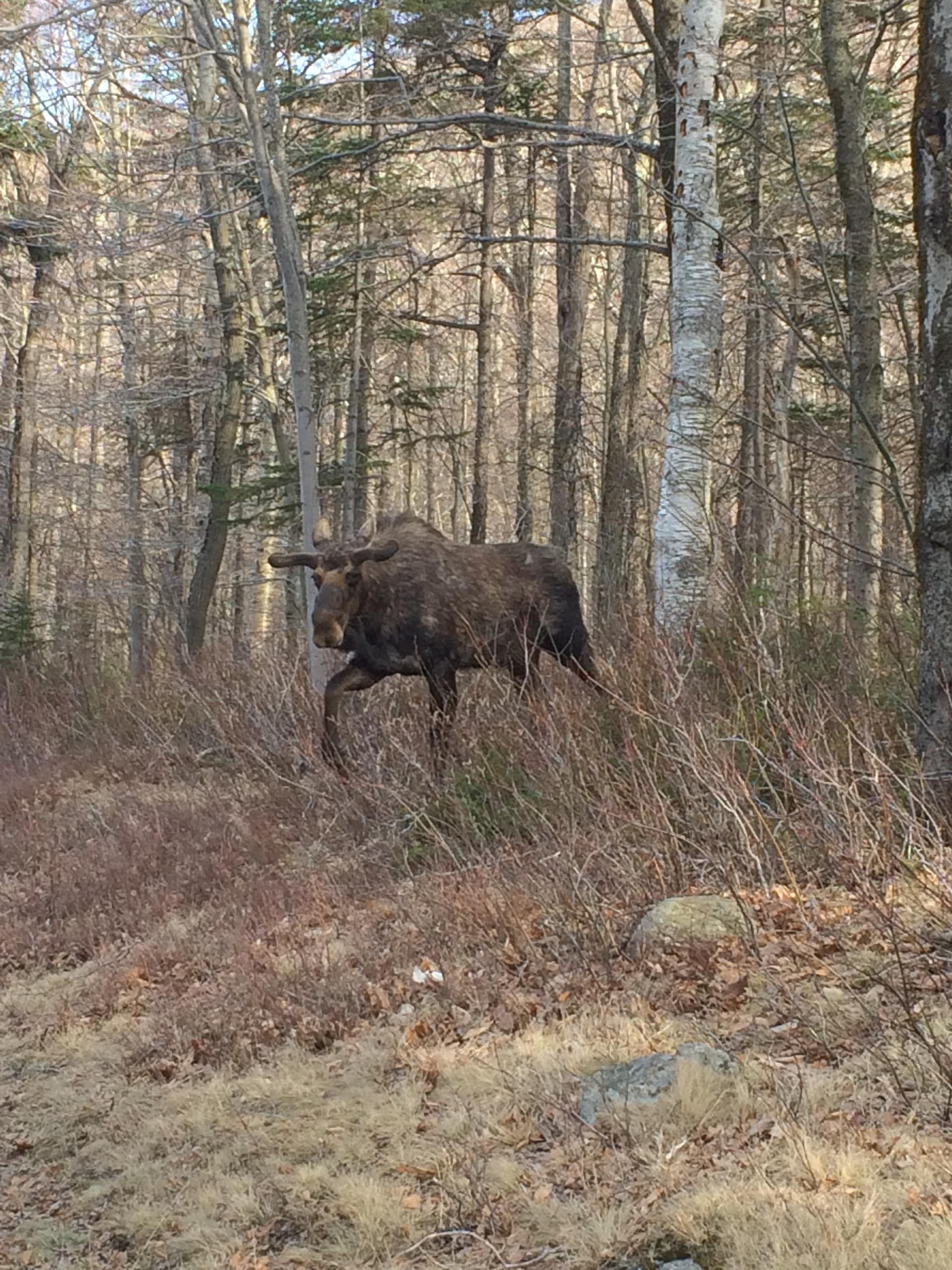 Moose Lodge - Image 51