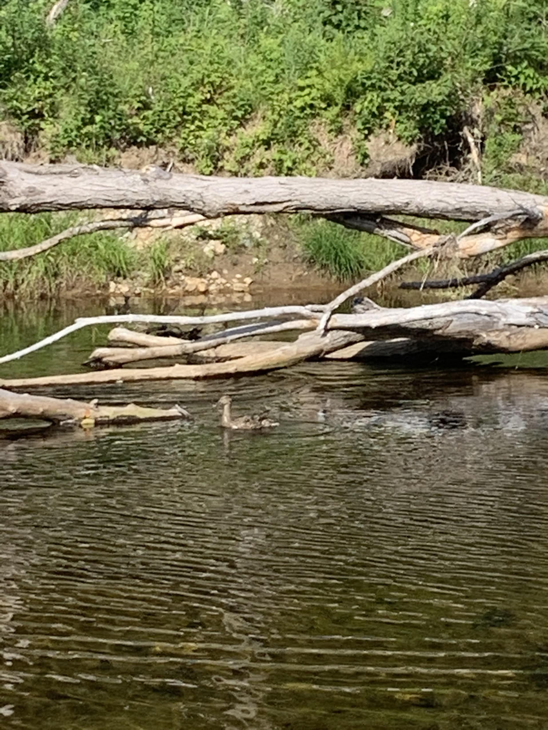 Moose Lodge - Image 71