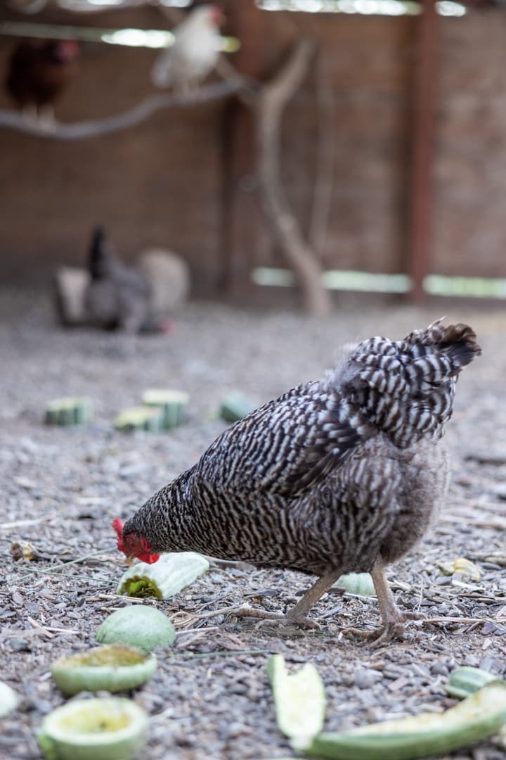 Fryer Creek Agriturismo - Image 59