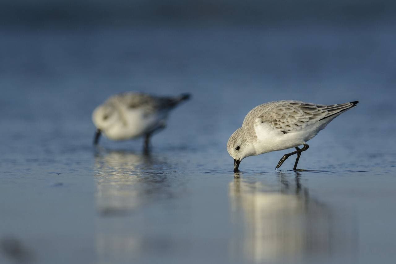 Curlew Court - Image 54