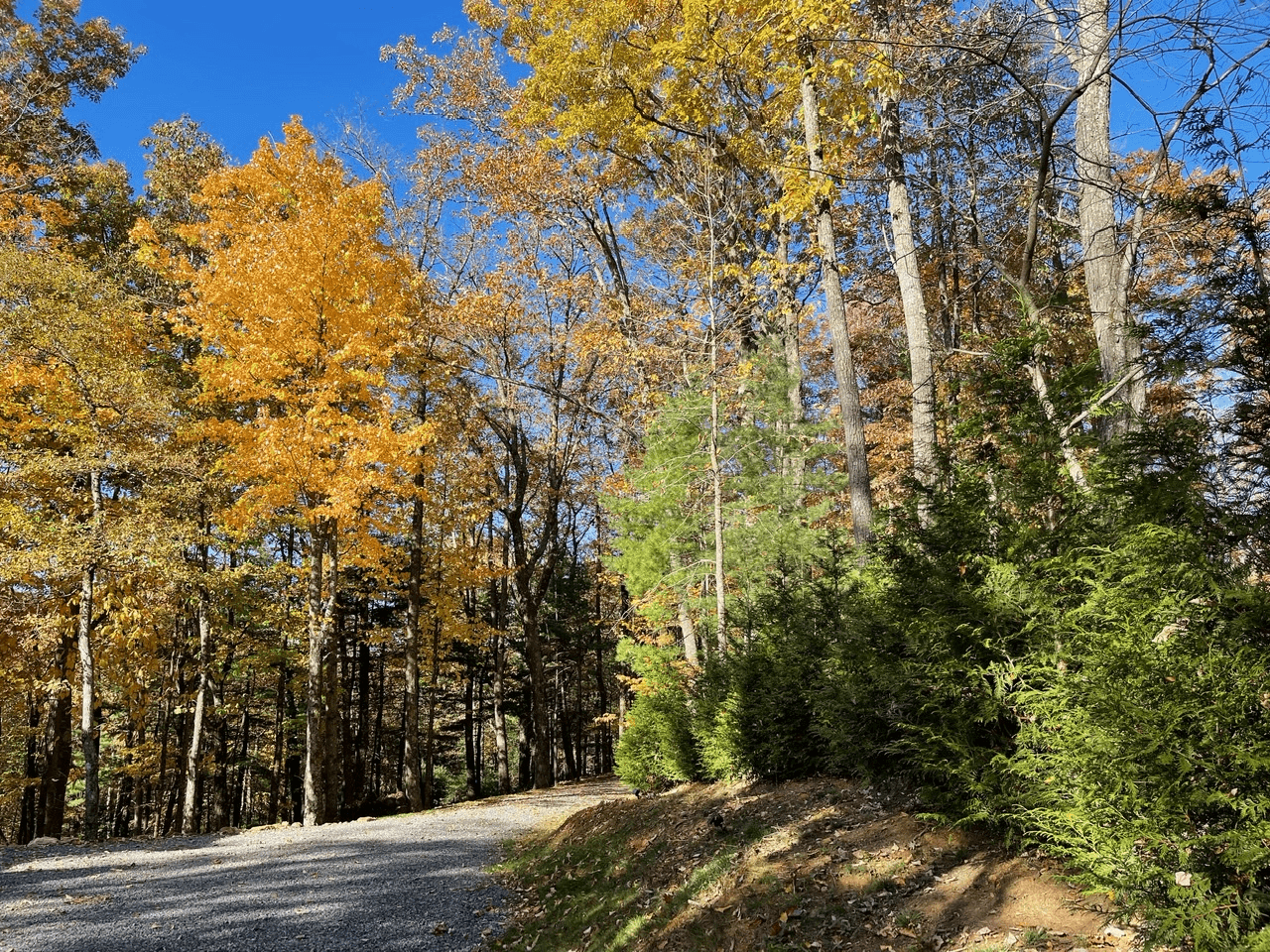 Bearadise at Blue Ridge - Image 37