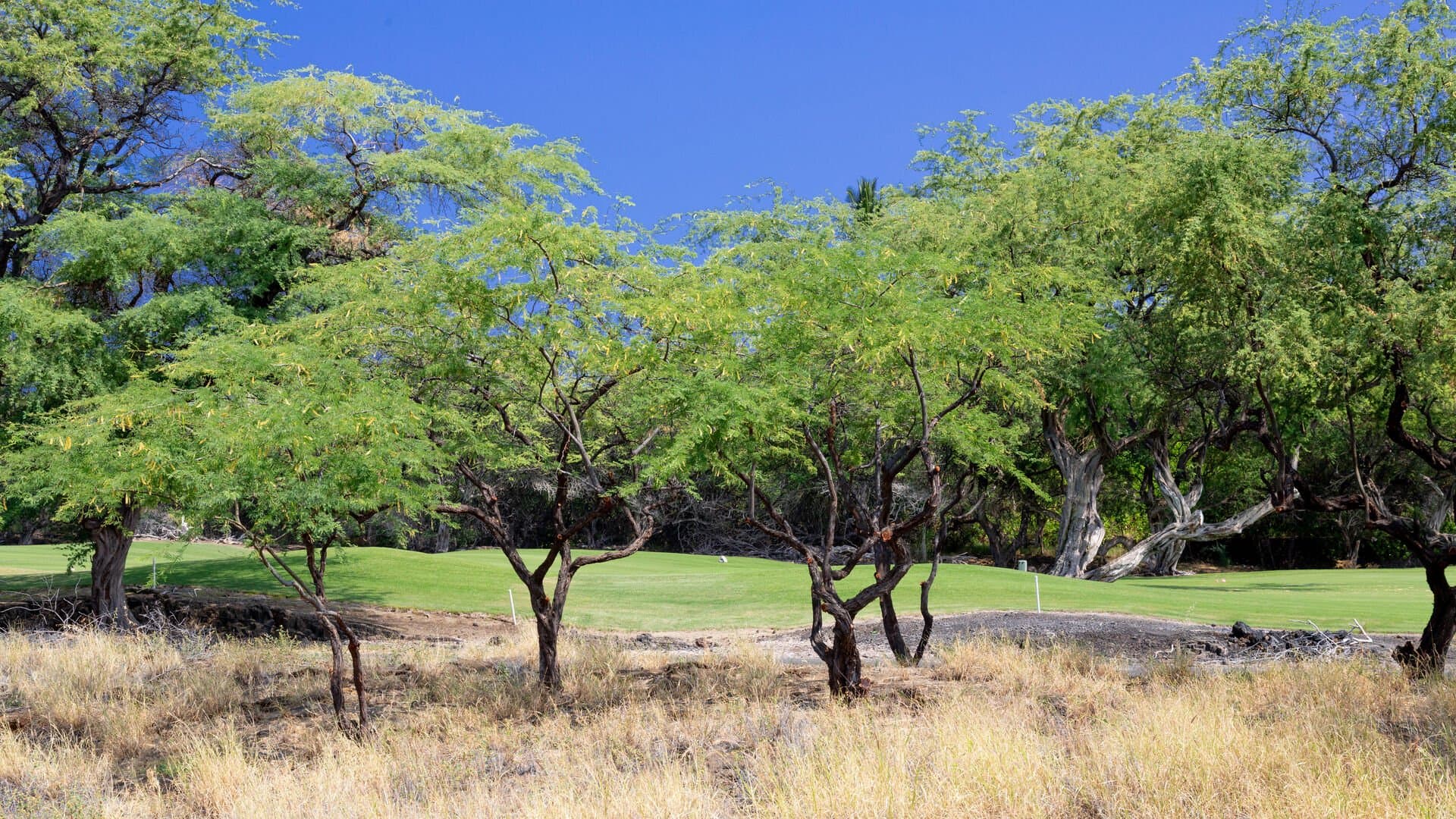 Nohea Kai - Image 57