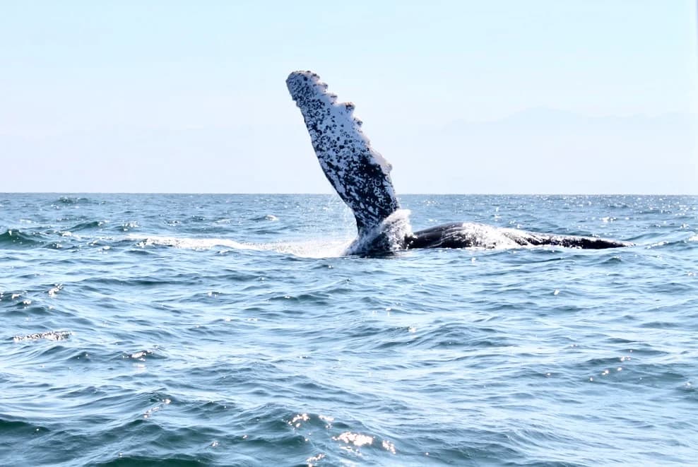 Pacifica Punta Place - Image 139