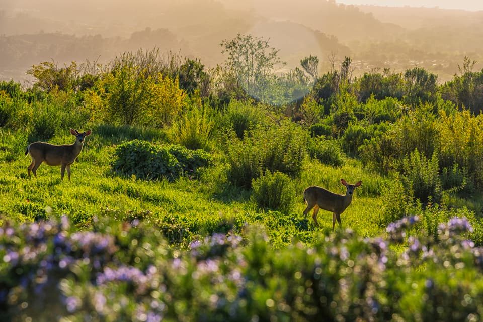 Renaitre Estate - Image 9