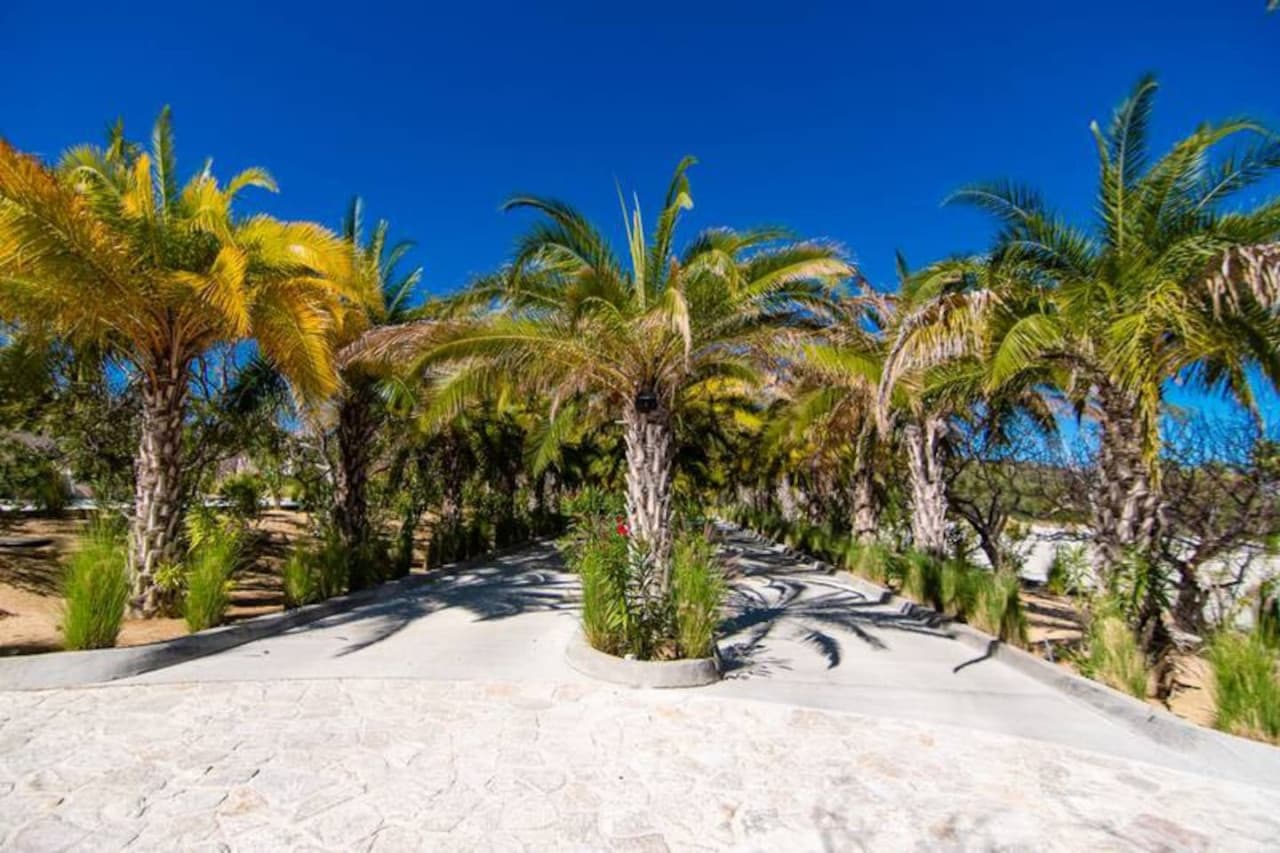 Coco Palma - Image 9