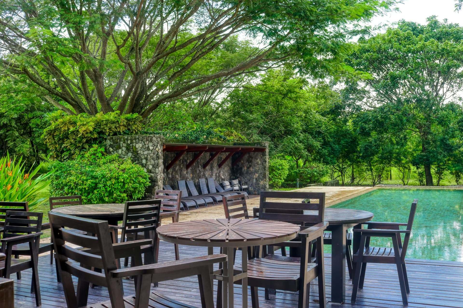 Pinilla Flor de Malinche - Image 43