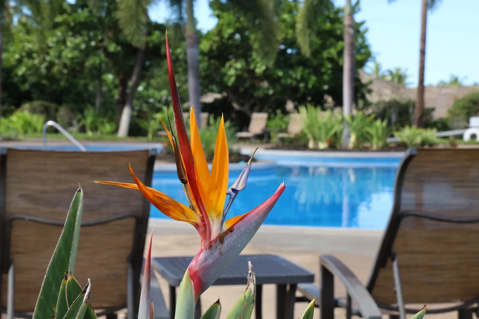 Paradise Found Villa - Image 28