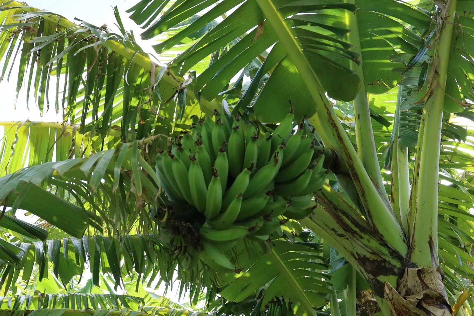 Mauna Kea Magic - Image 98