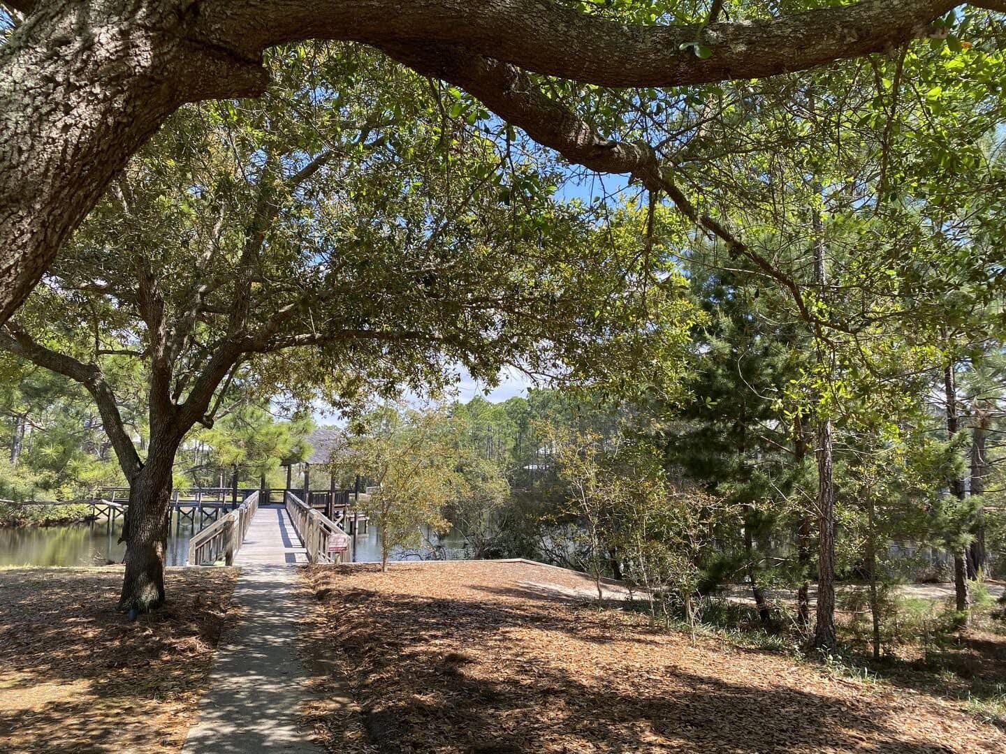 Longleaf Pines - Image 39