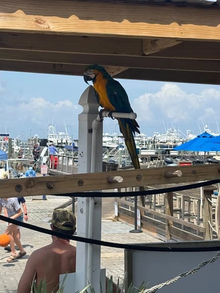 Coral Starfish - Image 43