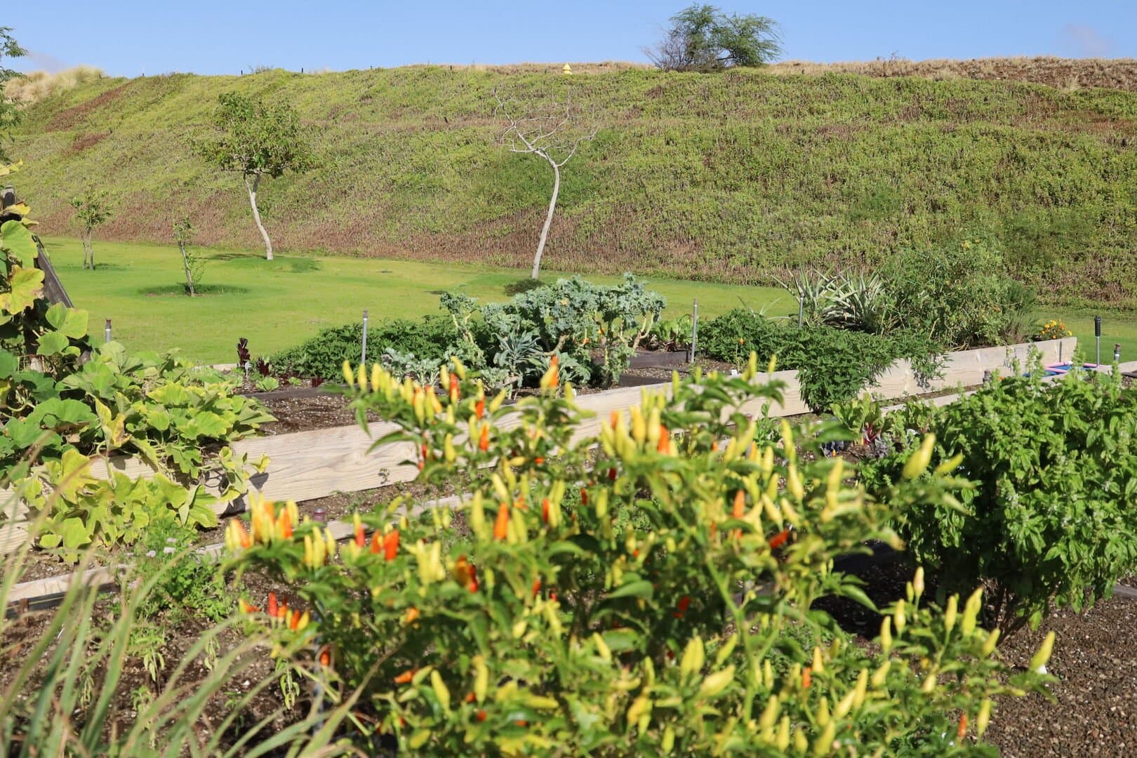 Mauna Kea Beach Escape - Image 108