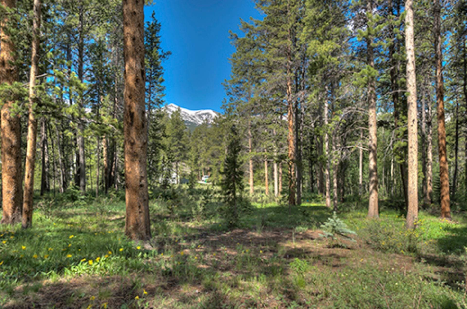 Pine Crest Place - Image 41