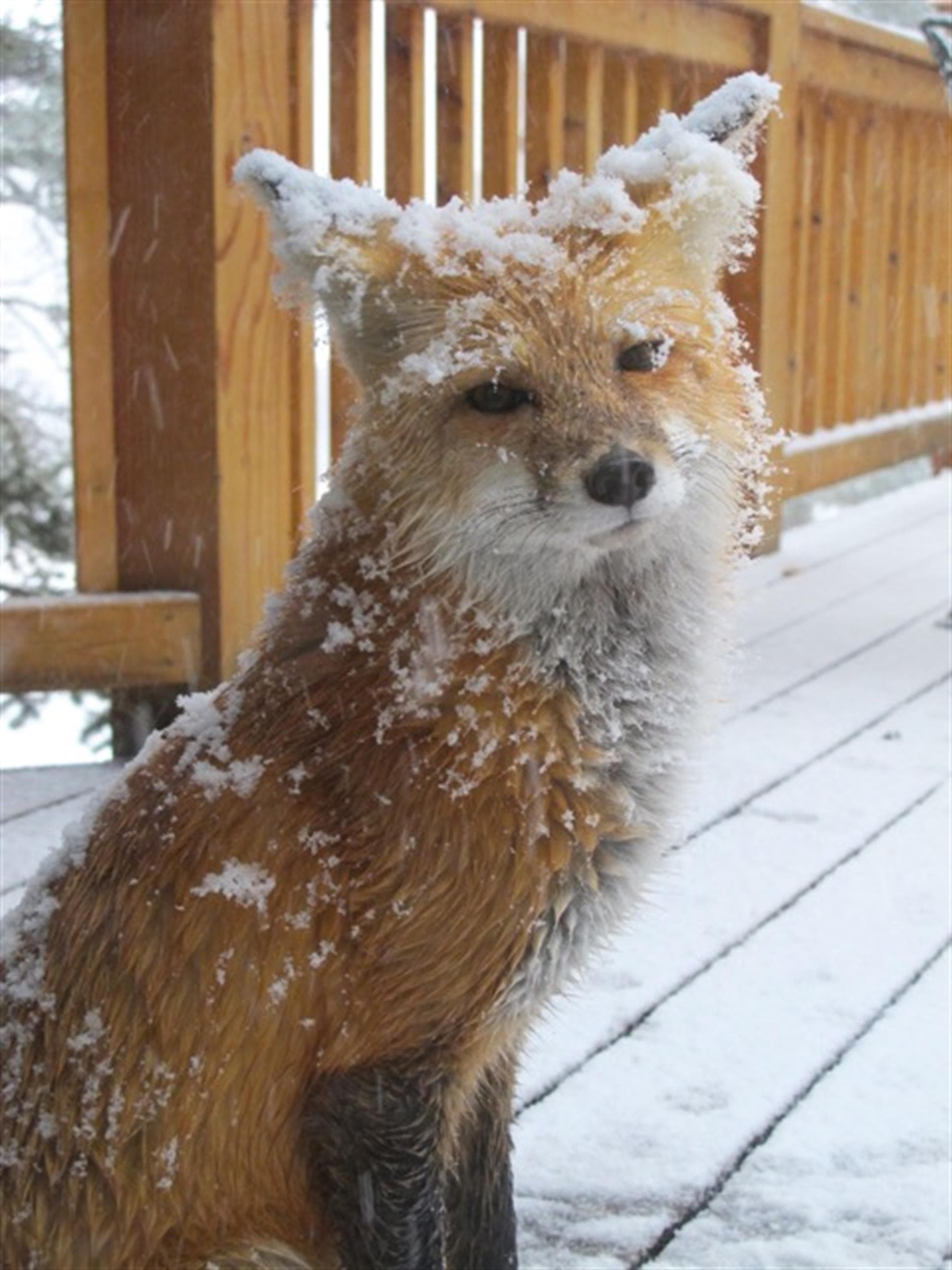 Fox Haven House - Image 45