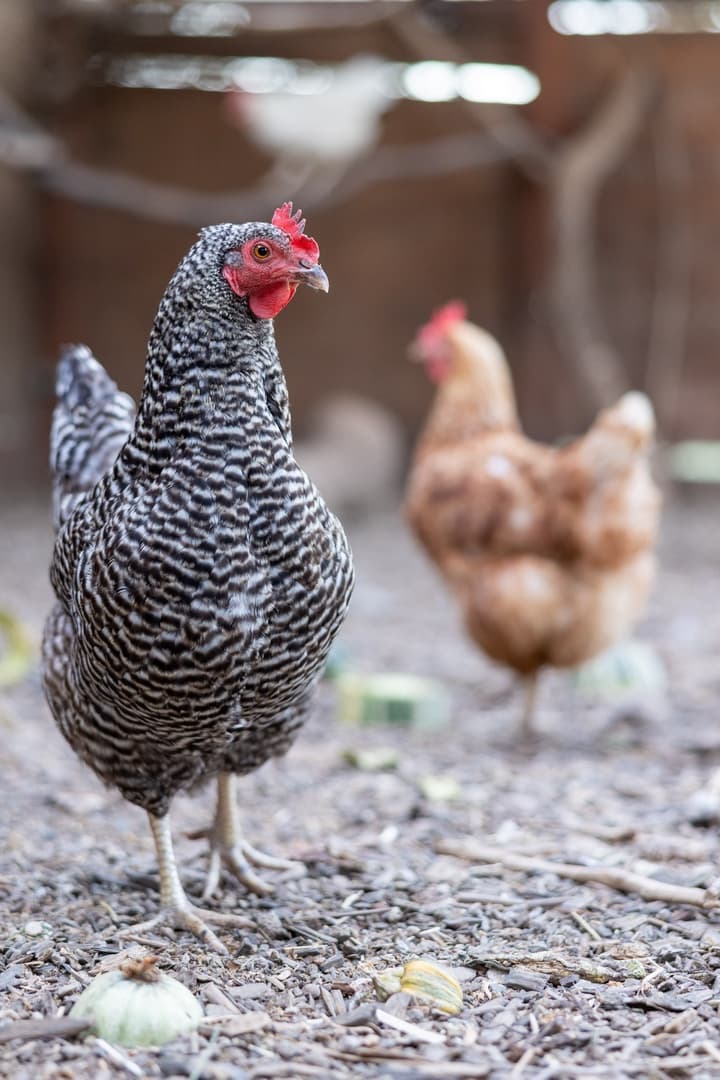 Fryer Creek Agriturismo - Image 58