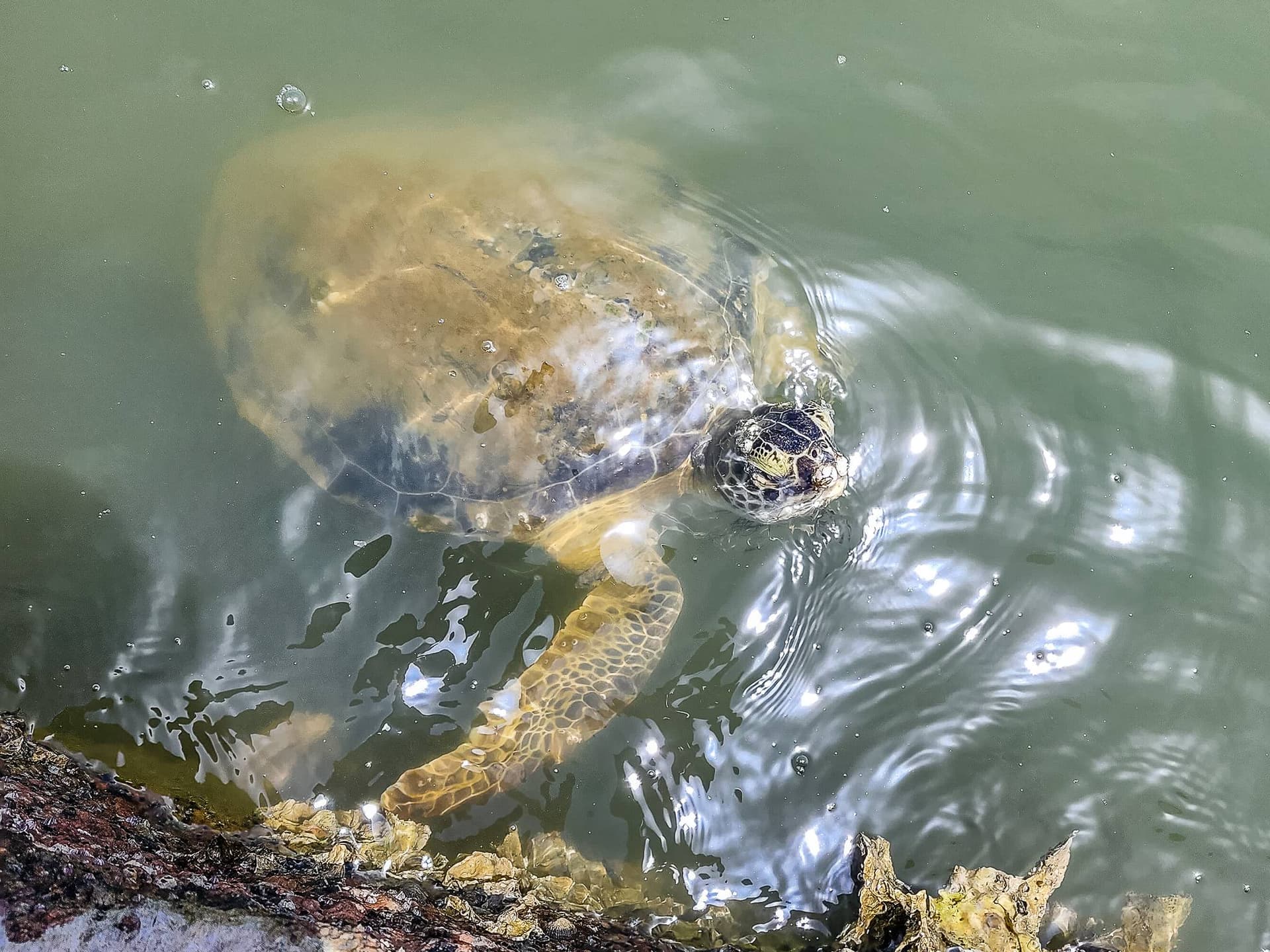 Sol Mates - Image 42