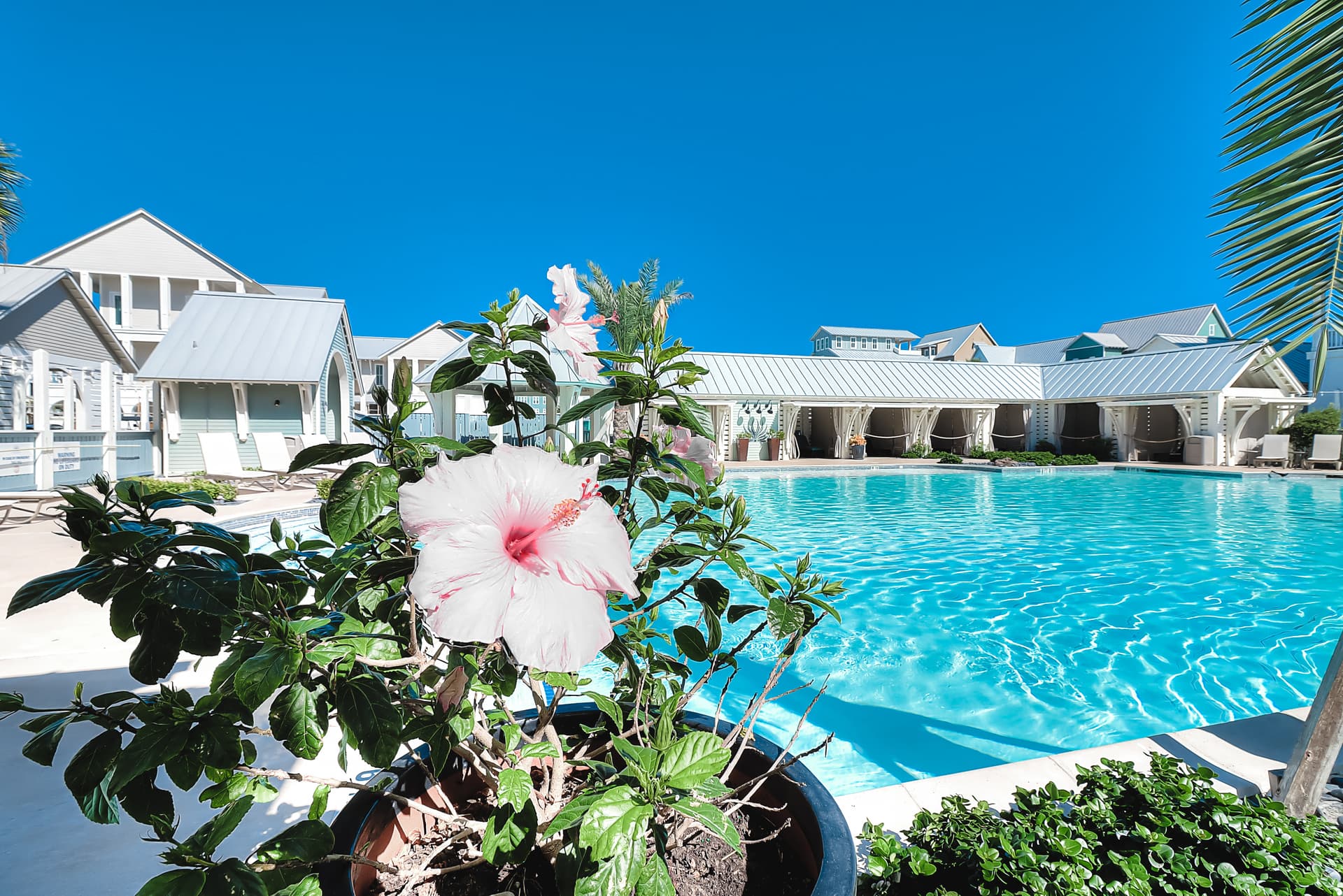 Sun-drenched on Sundew - Image 5