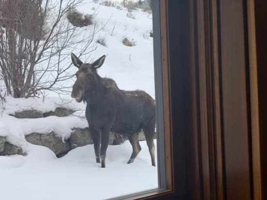 Little Coyote #2573 - Image 4