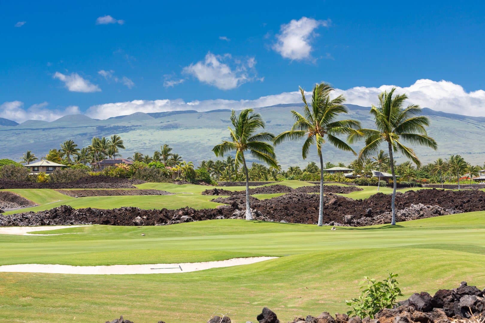 One Ocean Ohana - Image 71