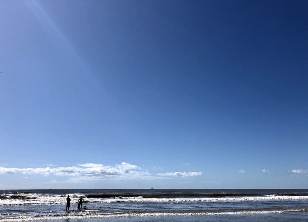 Palms Postcard - Image 53