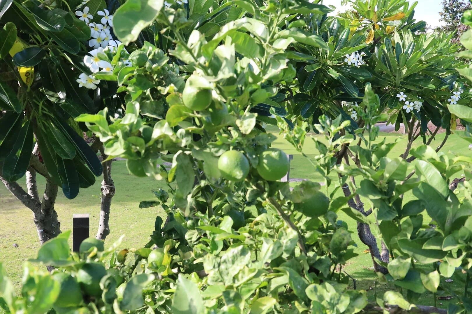 Mauna Kea Magic - Image 97