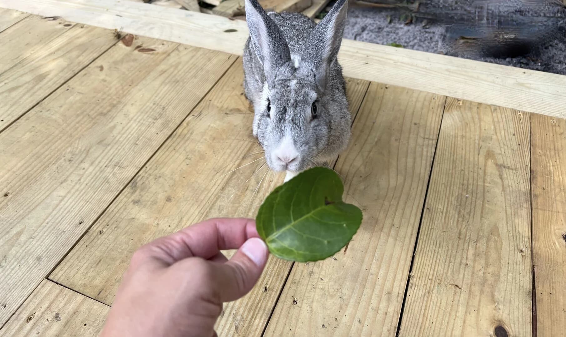 Casita Key West Rey - Image 24