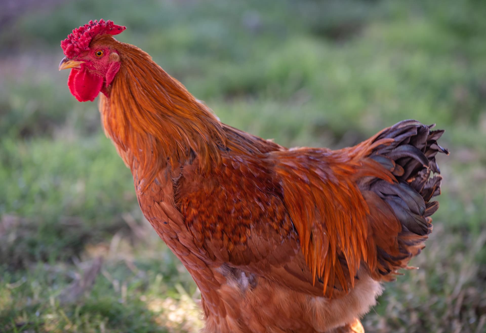 Red Barn Home - Image 29