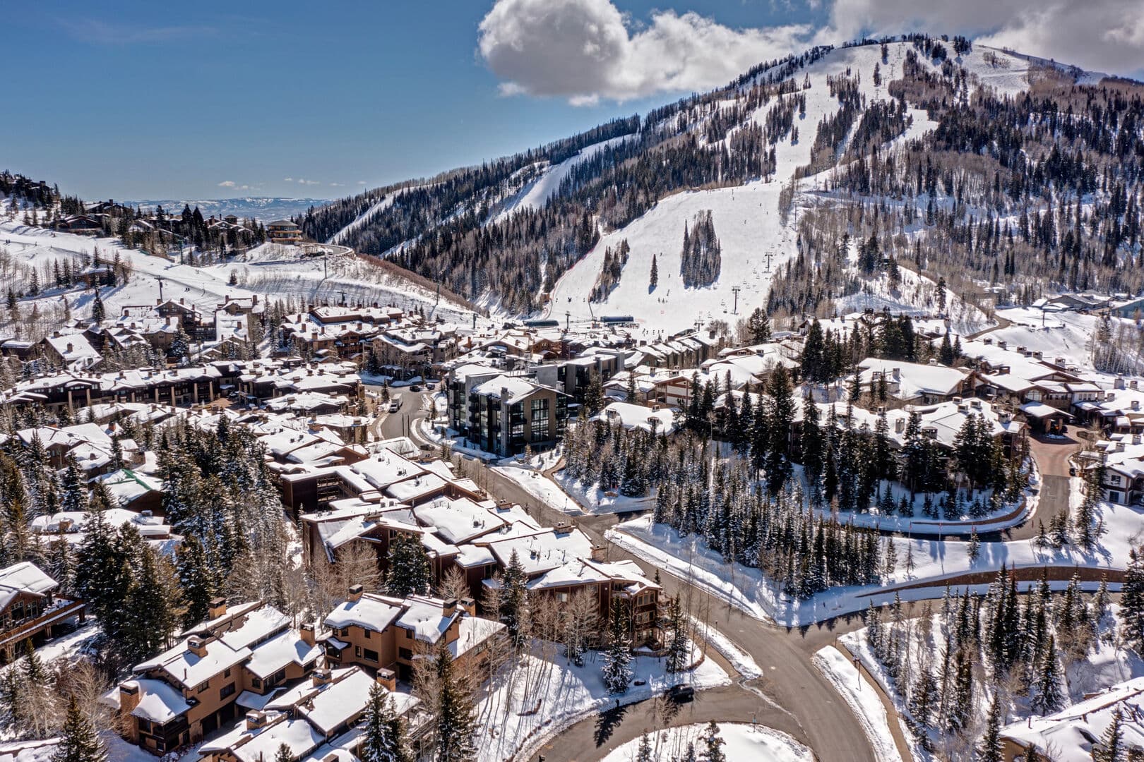 Black Bear 431 - Image 28