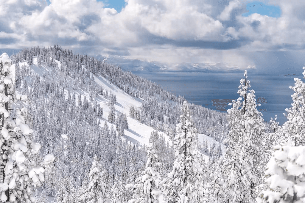 Peace Among Pines  - Image 18