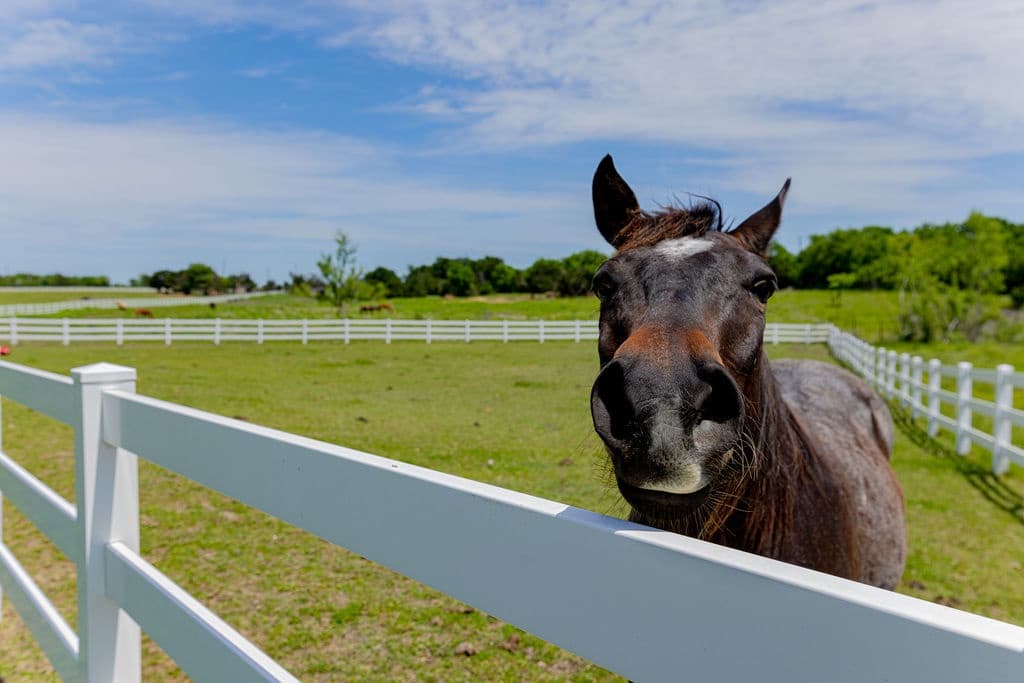 French Polo Manor - Image 44