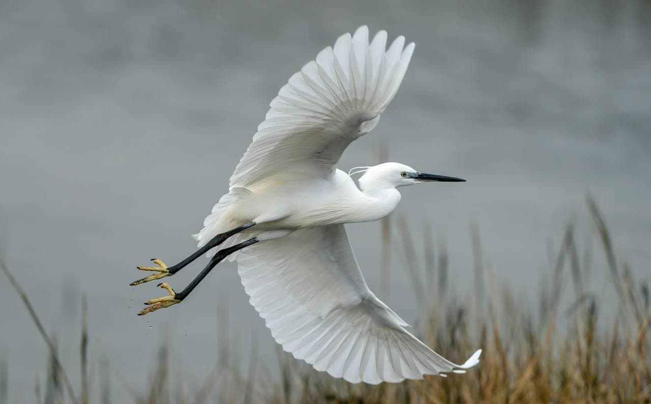 Snowy Egret Lane - Image 55
