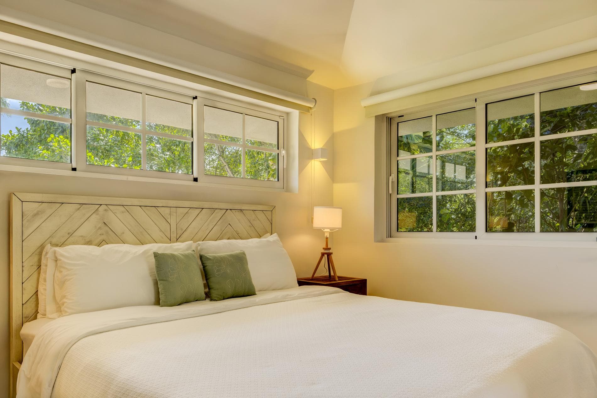 Tortuga #B55 - Image 17