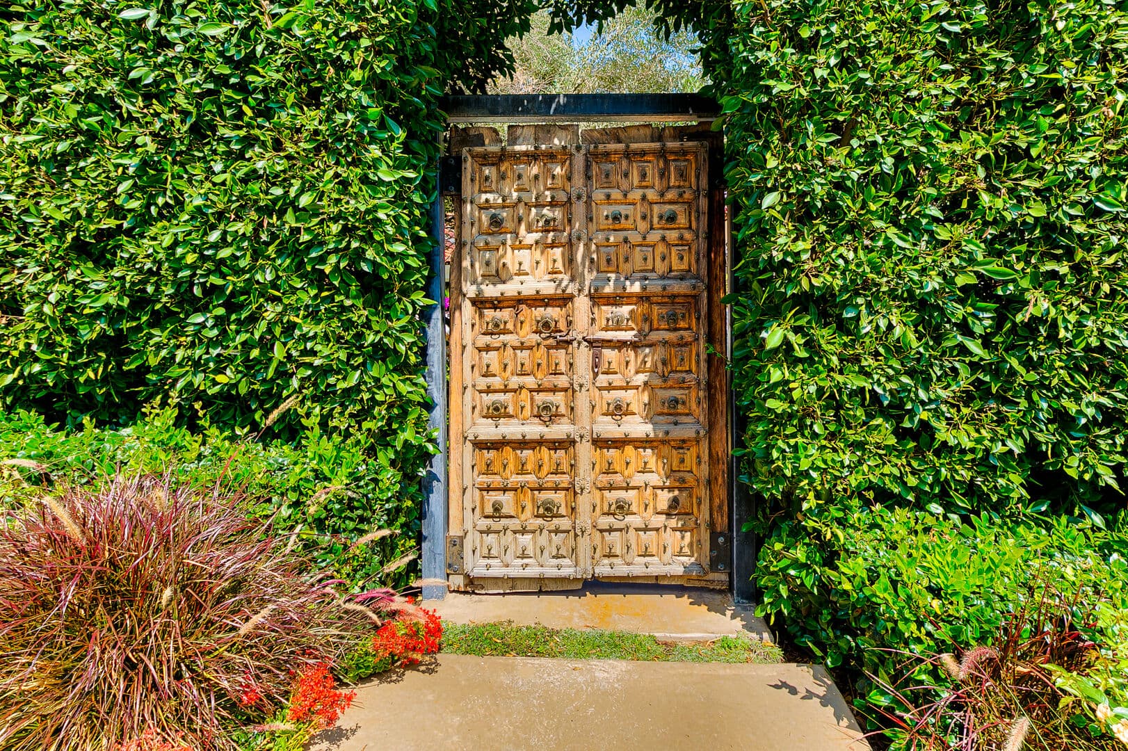 Olive Branch - Image 4