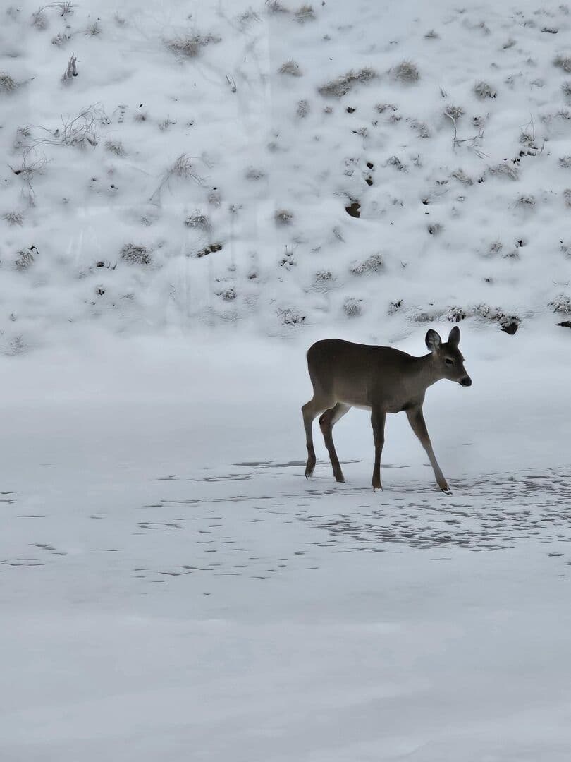 Boulder Creek - Image 89