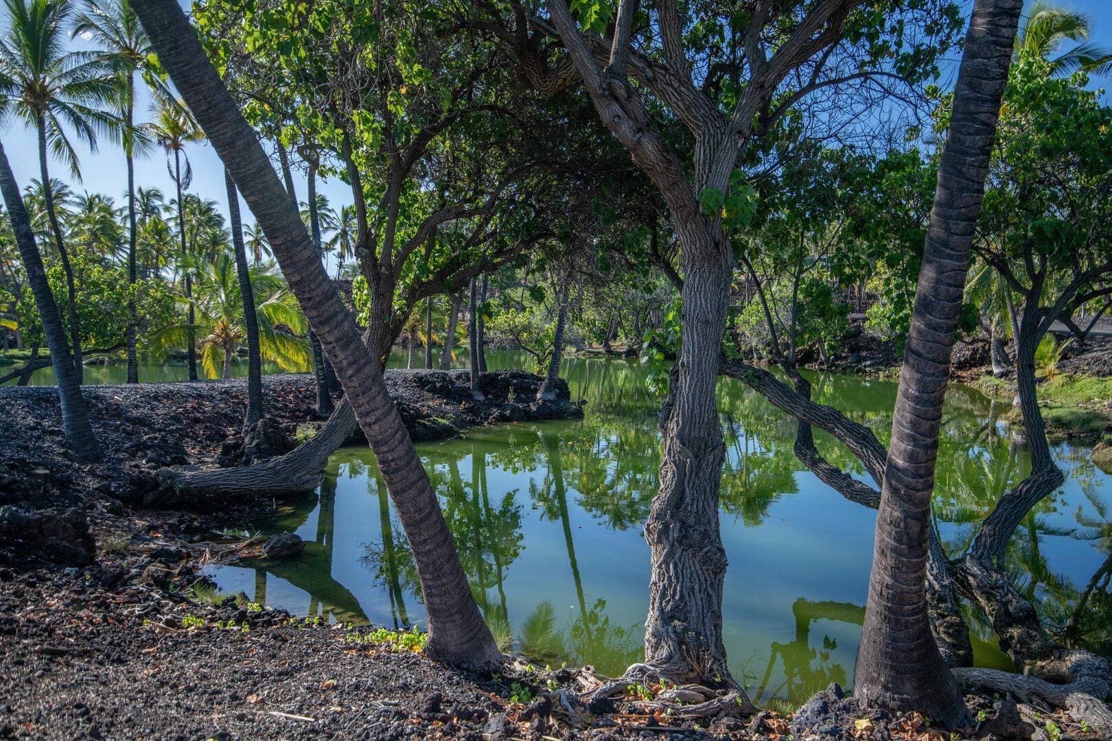 Mauna Residence - Image 32