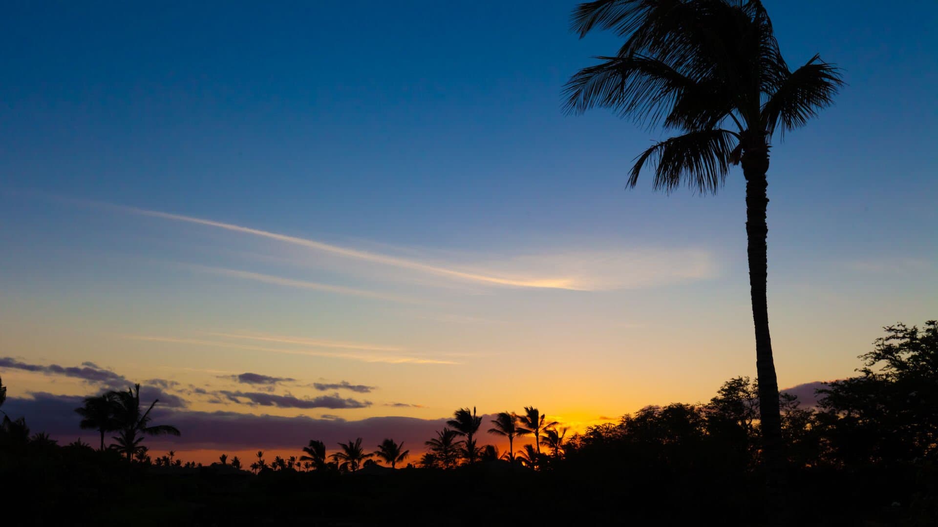 Hawaii Roma - Image 48