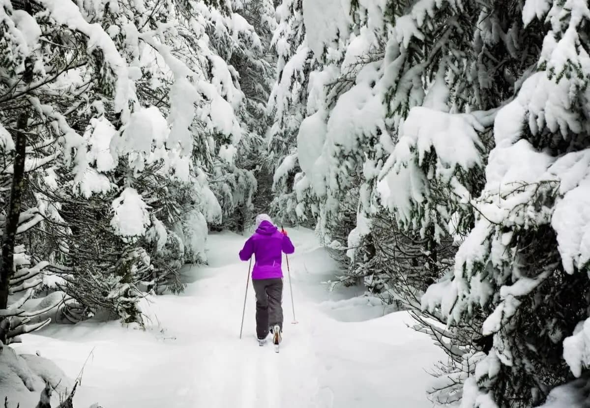 Gold Timberline - Image 17