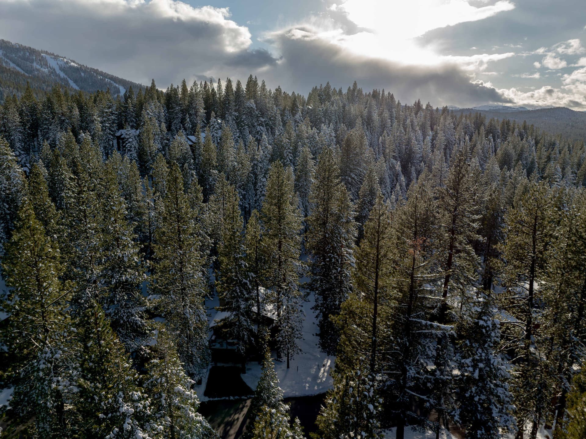 Lazy Bear - Image 40