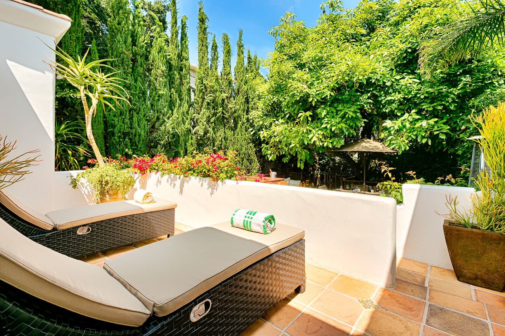 Olive Branch - Image 28