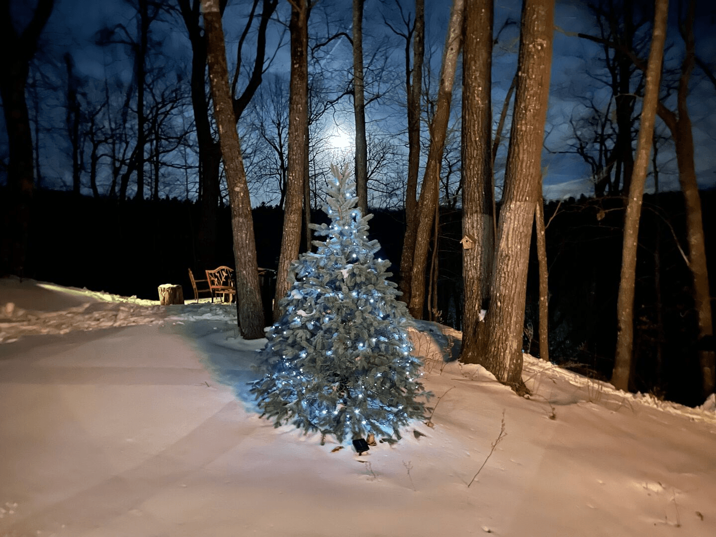 Bearadise at Blue Ridge - Image 41