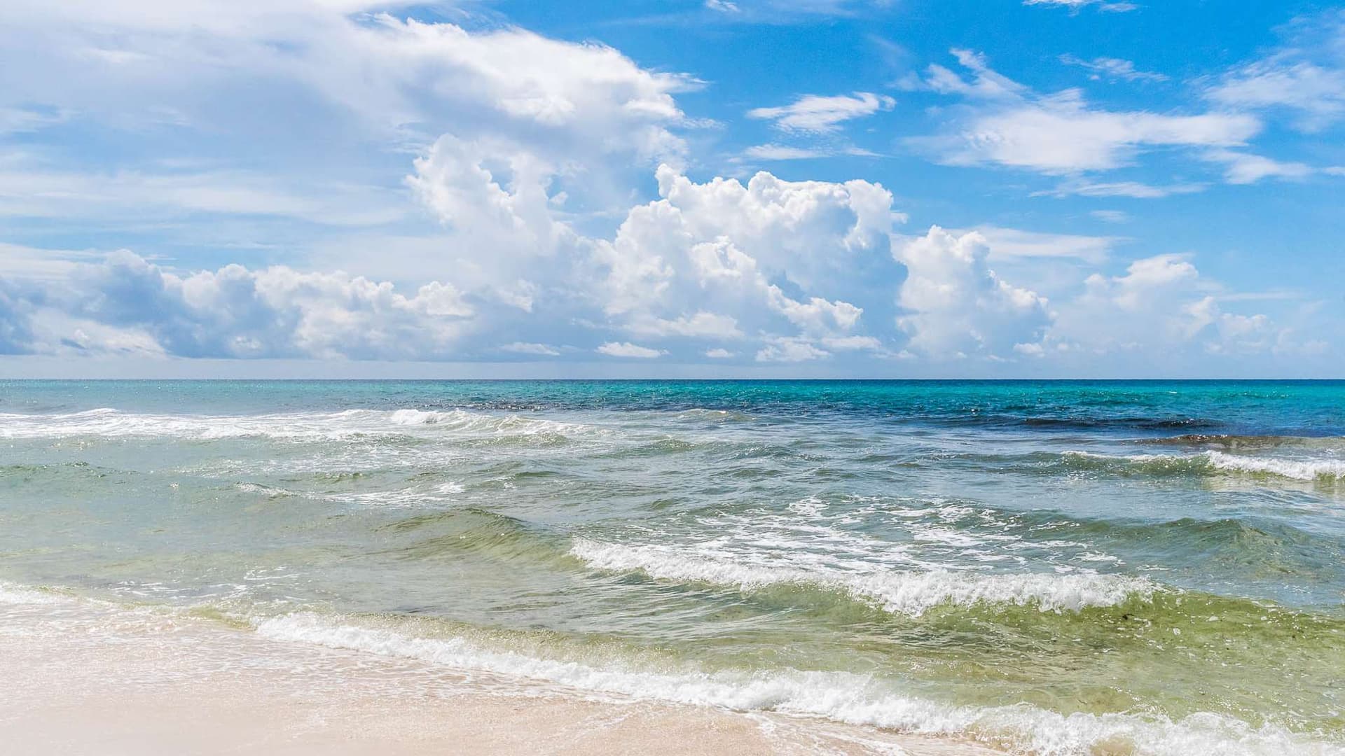 Pelican Paradise A+B - Image 11