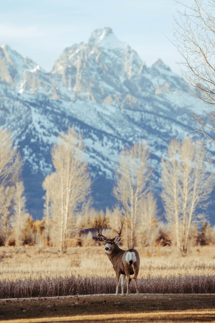 Teton Refuge - Image 37