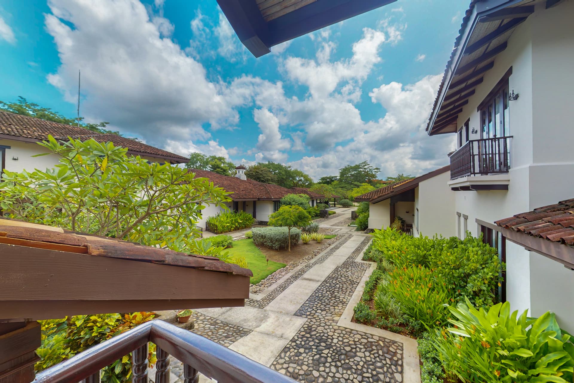 Pinilla Flor de Malinche - Image 6