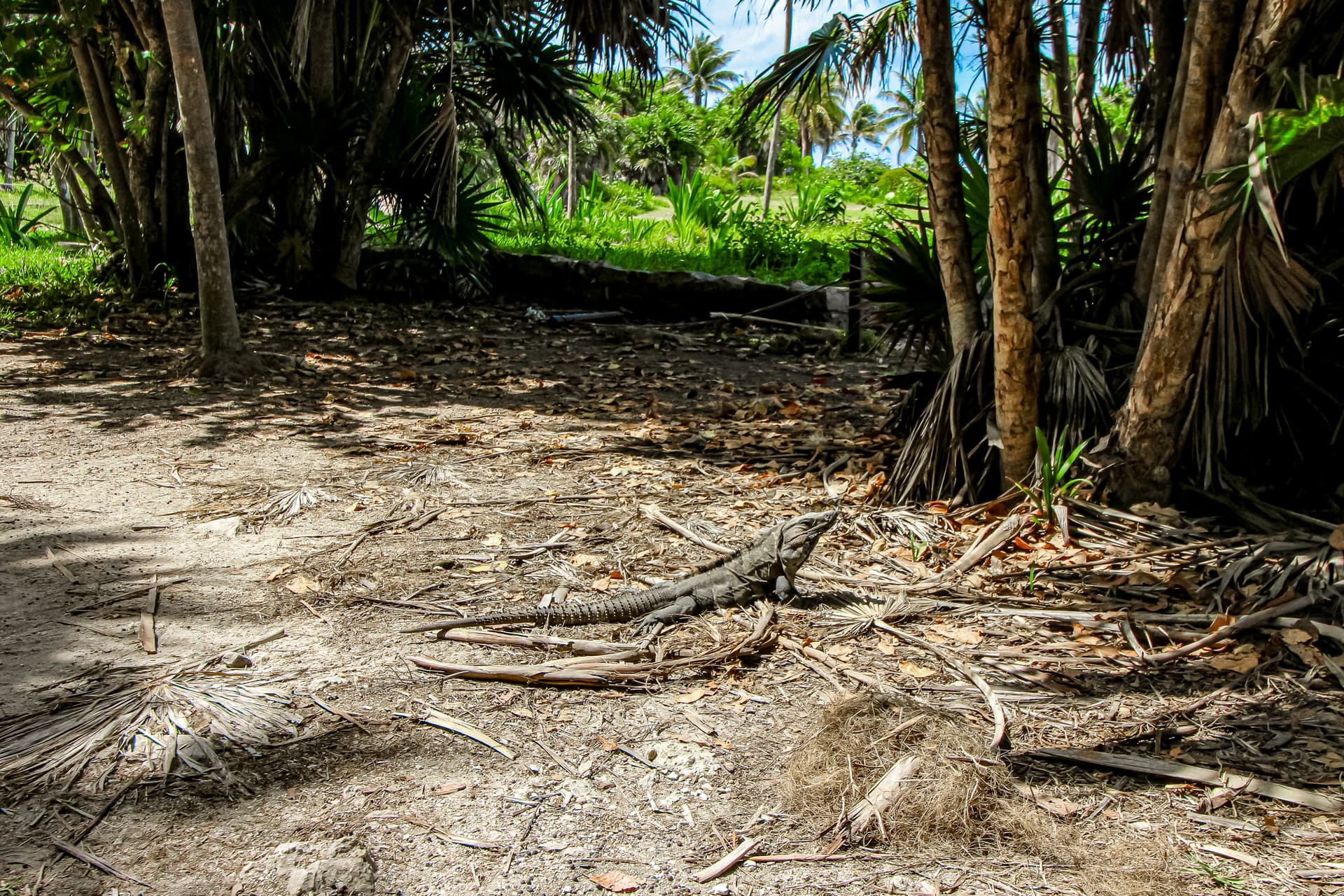 Dreamland - Image 24